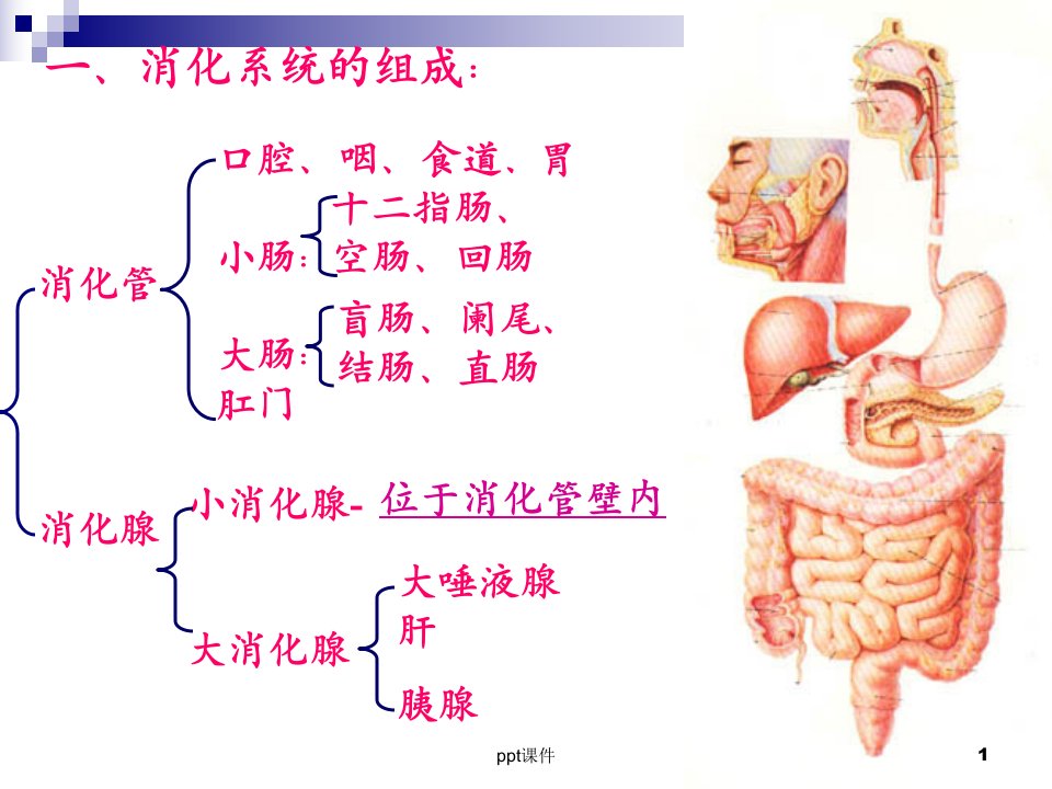 人体解剖学消化系统ppt课件