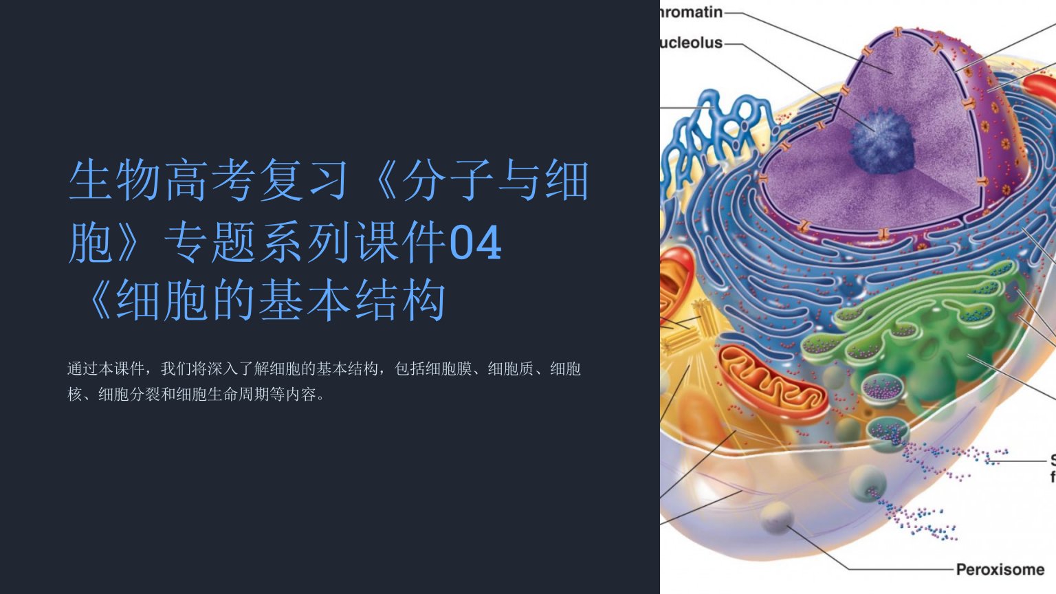 生物高考复习《分子与细胞》专题系列课件04《细胞的基本结构