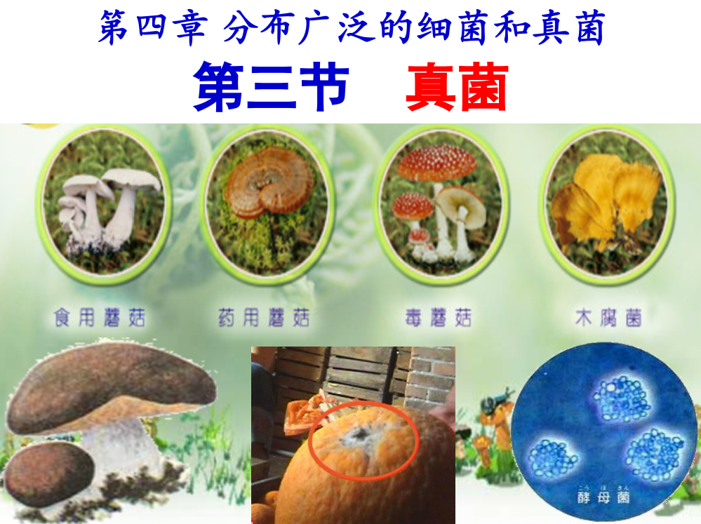 人教版八年级生物真菌