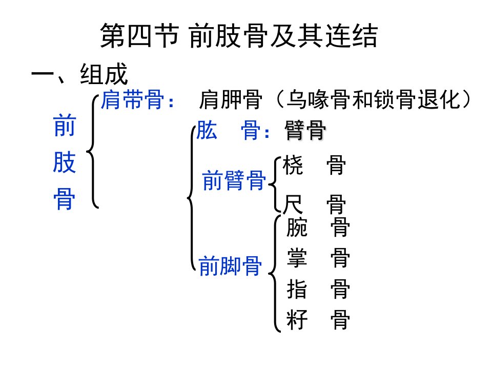 前肢骨及其连结