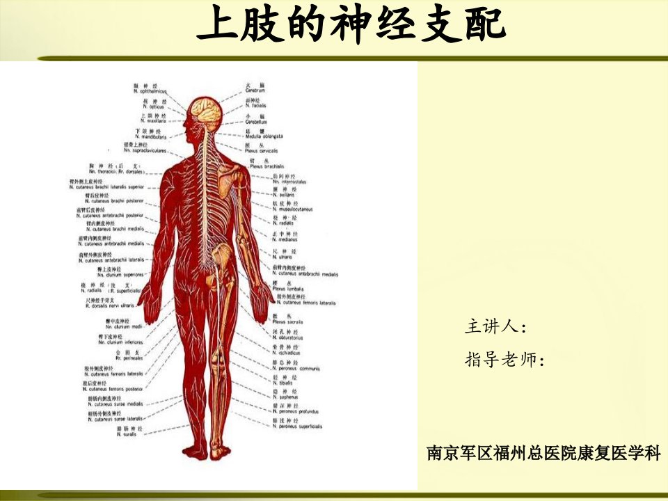 上肢神经的支配