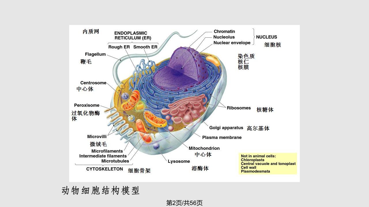 第1章遗传的细胞学基础