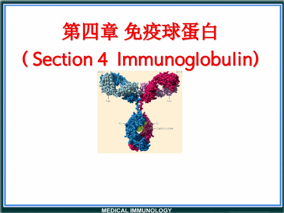 医学免疫学第四章免疫球蛋白ppt课件