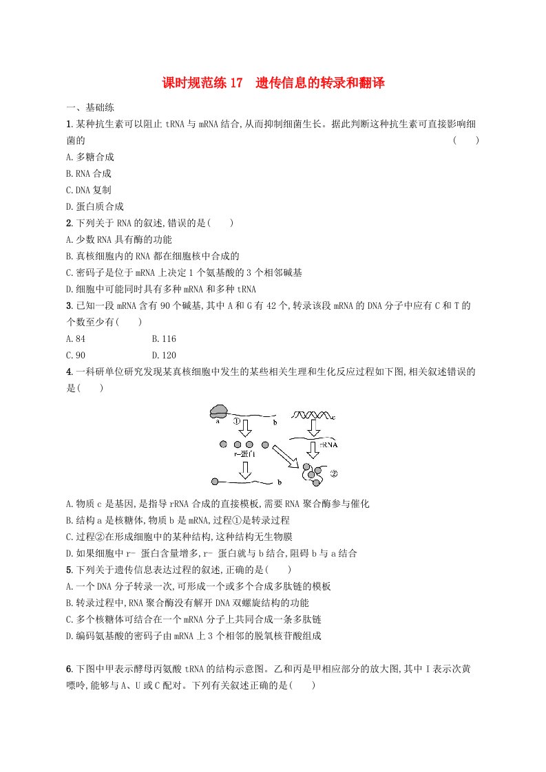 2025届高考生物一轮复习专项练习课时规范练17遗传信息的转录和翻译