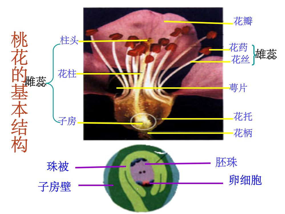 绿色植物与生物圈的水循环ppt课件