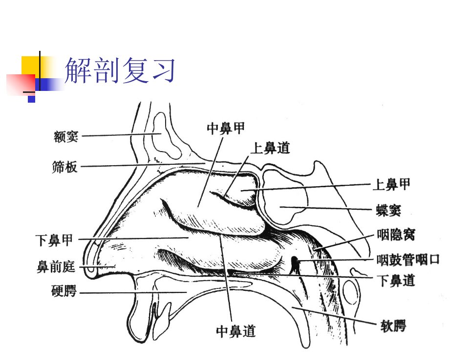 医学耳鼻咽喉疾病详细ppt课件