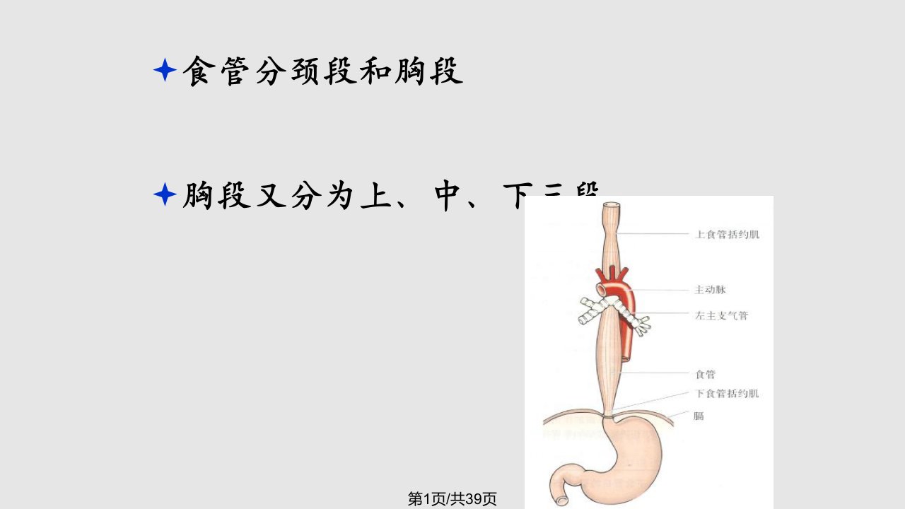 食管癌患者的护理PPT课件