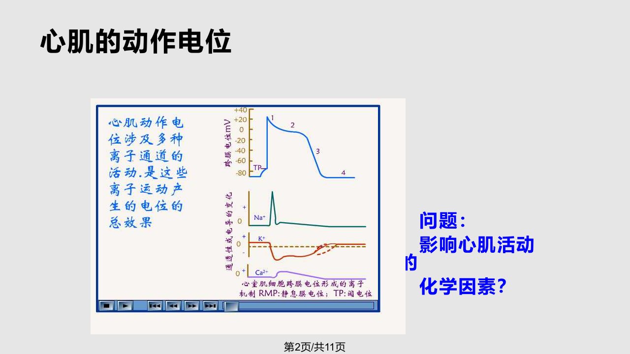 影响心脏活动的化学及药物因素