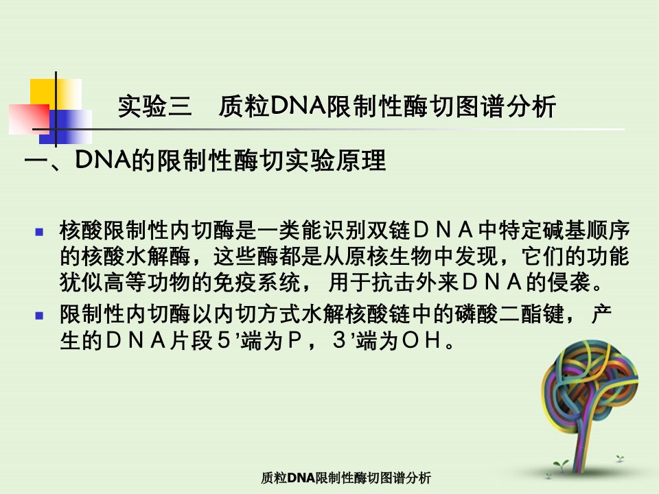 质粒DNA限制性酶切图谱分析