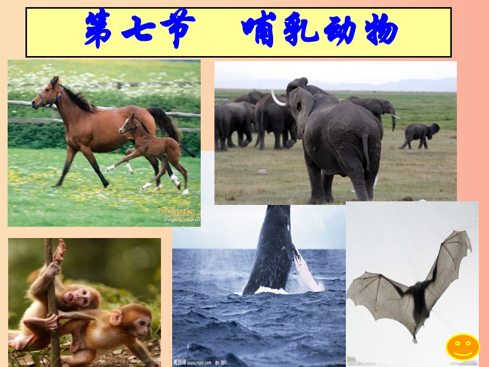 八年级生物上册