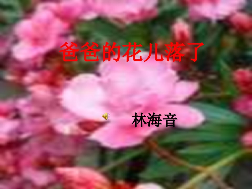 爸爸的花儿落了(苏教版)