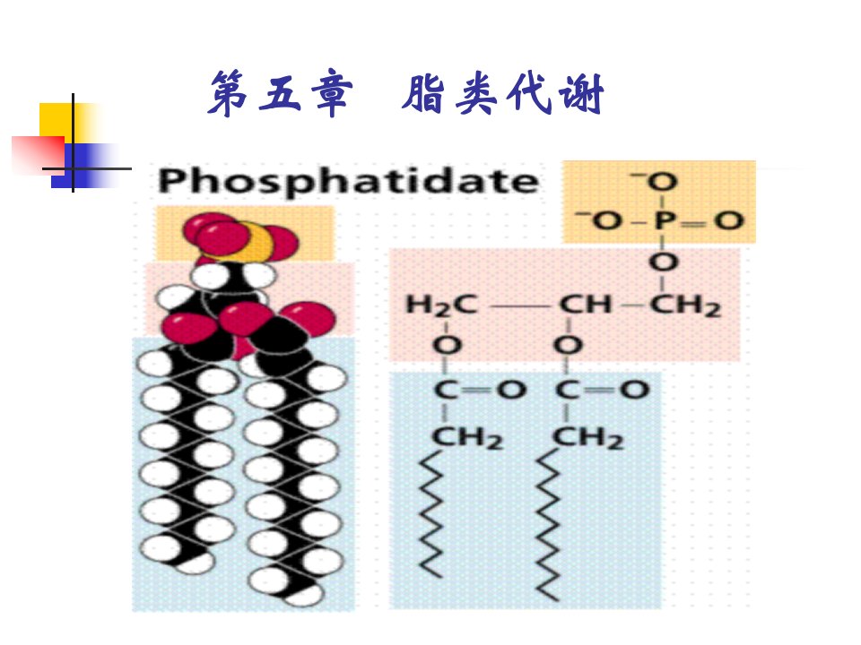 医学课件第五章脂类代谢ppt课件