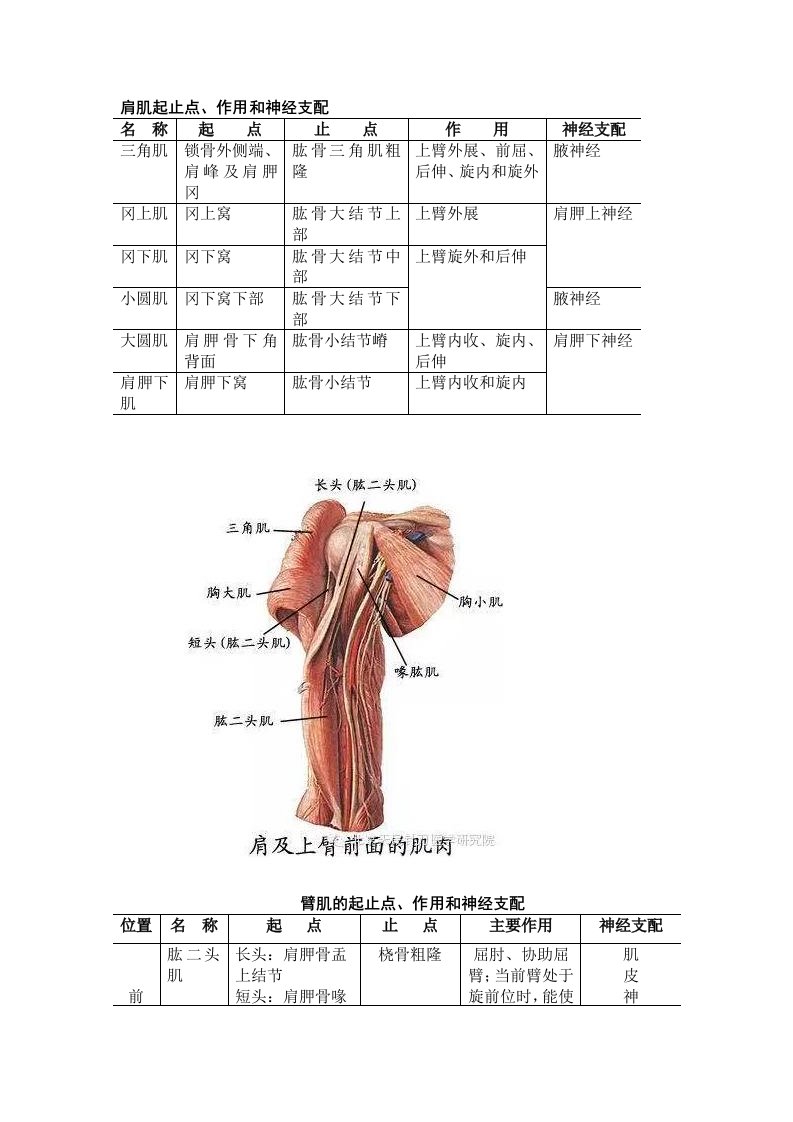 肌肉起止点