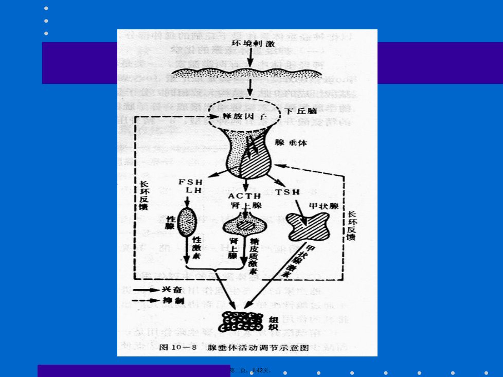 内分泌调节轴讲稿讲课讲稿