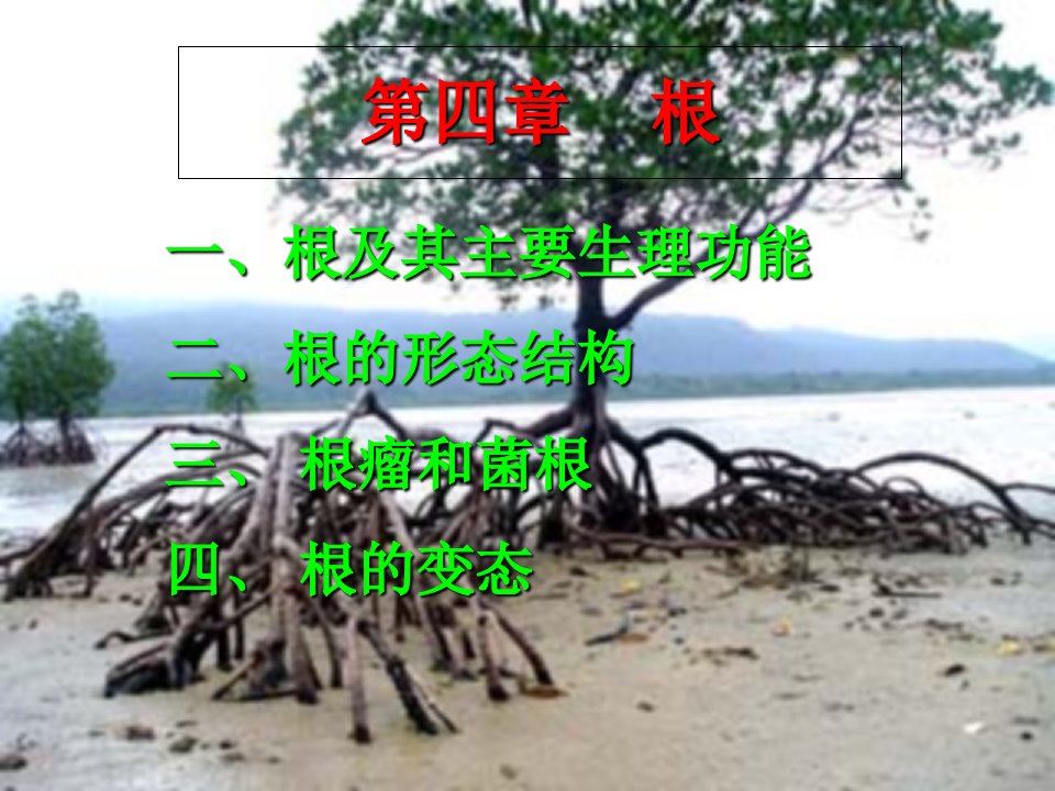 《植物学》课件：根