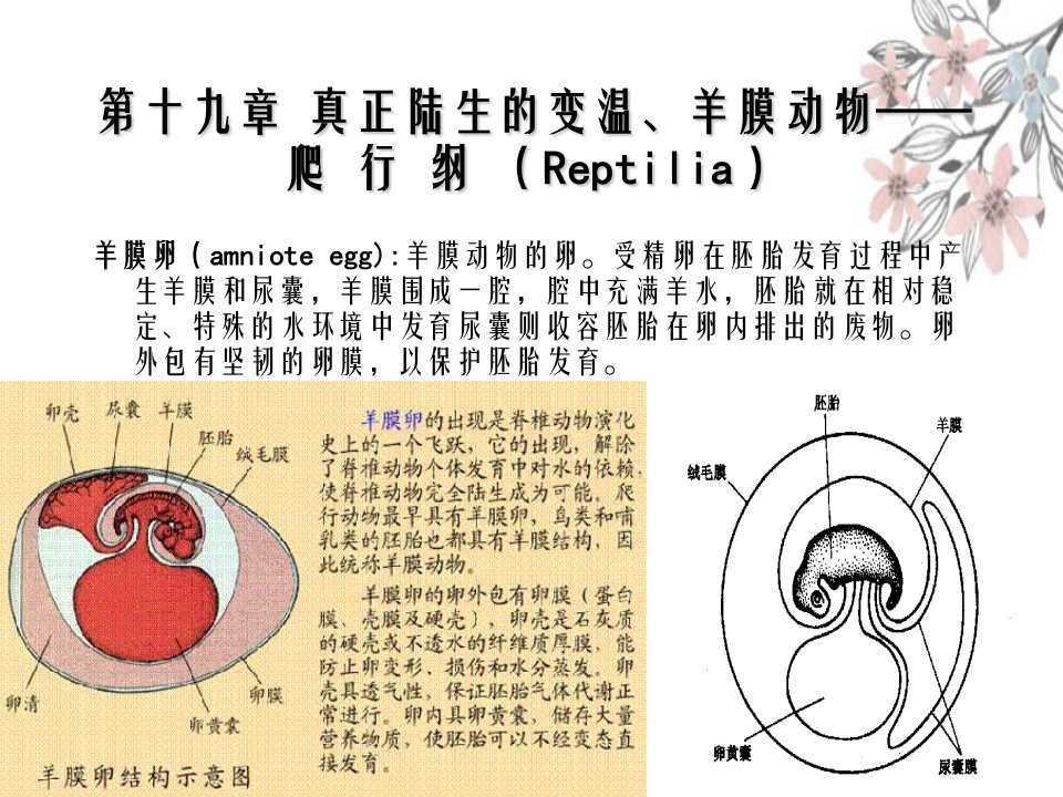 第19章真正陆生的变温羊膜动物爬行纲Reptilia