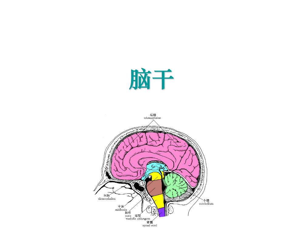 神经动物学脑干