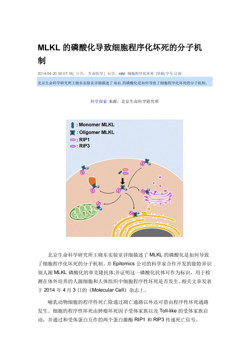 MLKL的磷酸化导致细胞程序化坏死的分子机制