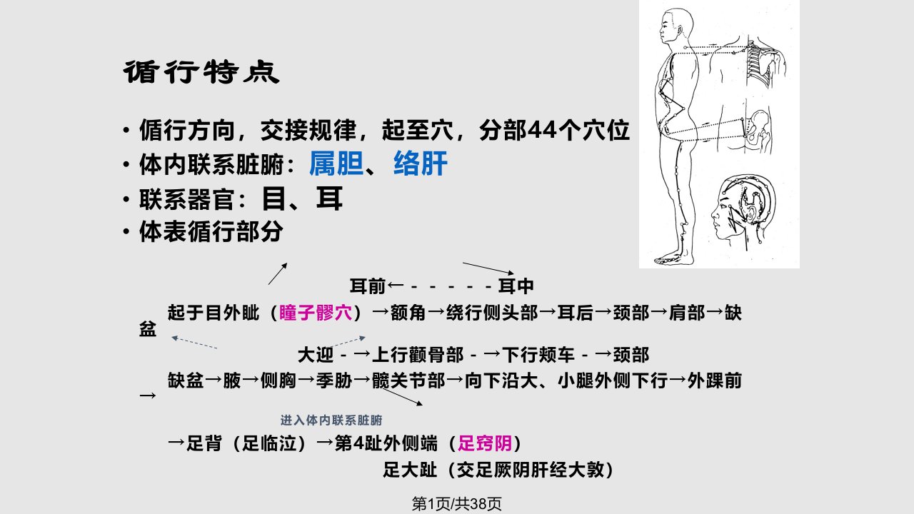 足少阳胆经剖析PPT课件