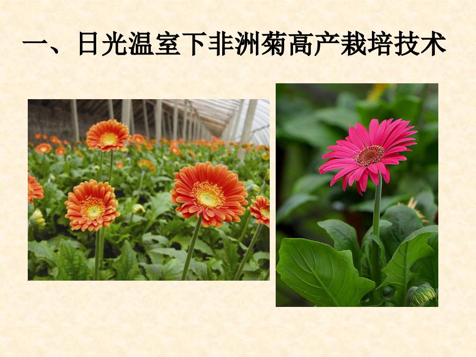 温室非洲菊栽培技术