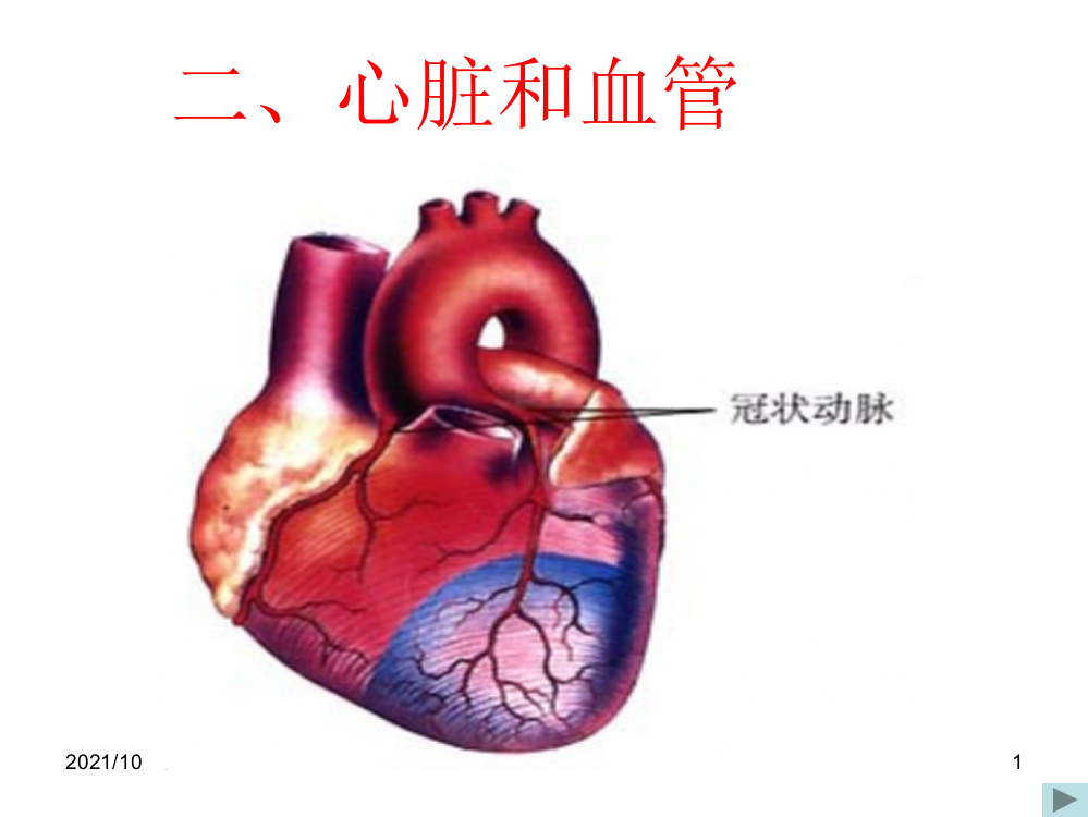 初中生物血液循环