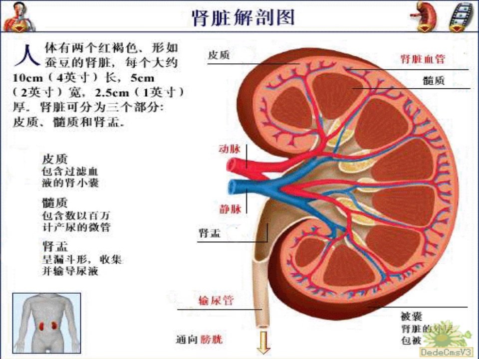 肾输尿管结石课件