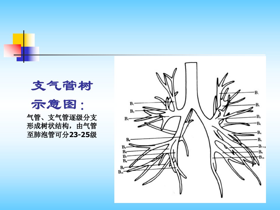 肺部CT解剖结构