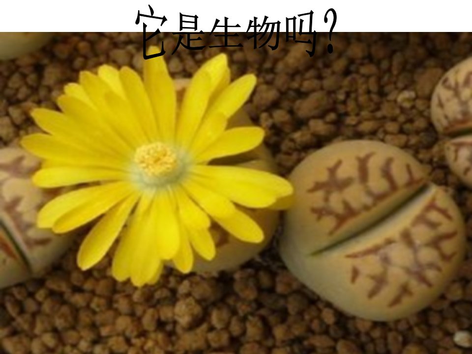 第一节走进生物实验室