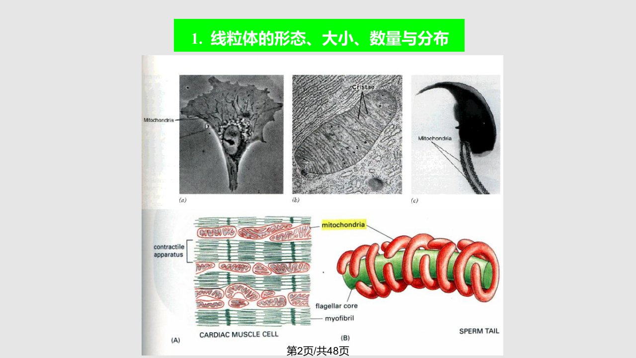 细胞生物学线粒体