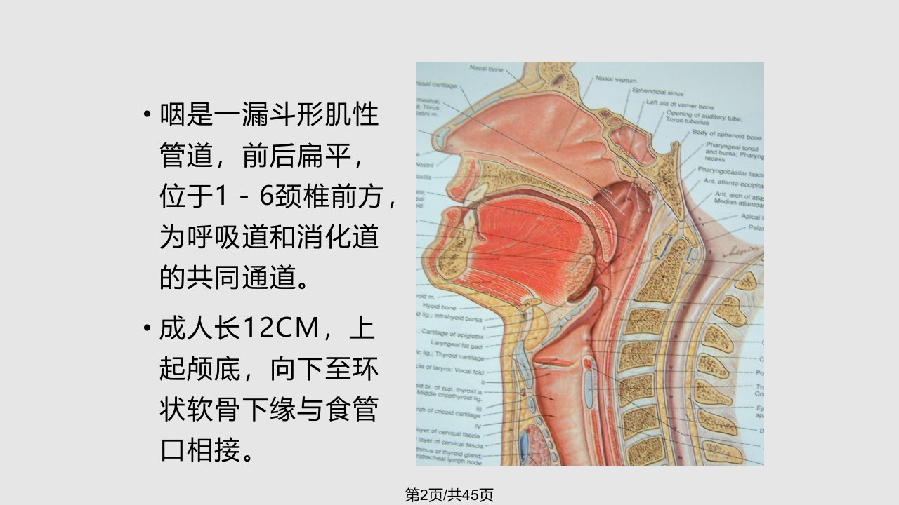 咽喉部正常解剖