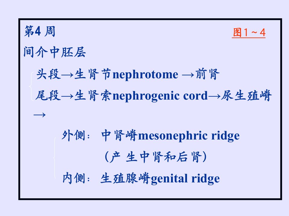 医学课件泌尿系统和生殖系统的发生