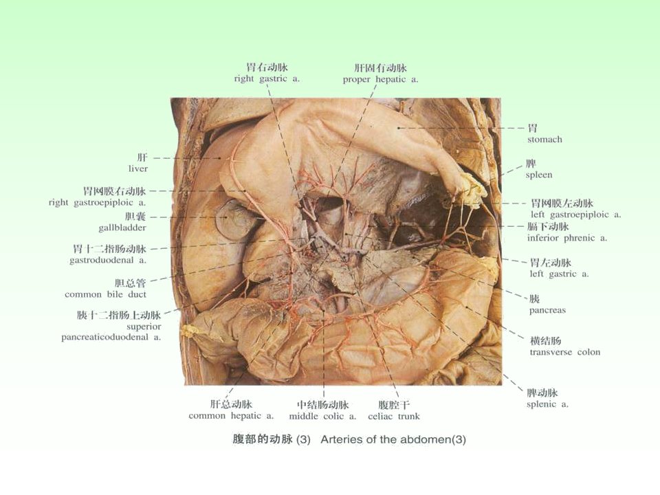 动脉2人体解剖学教学