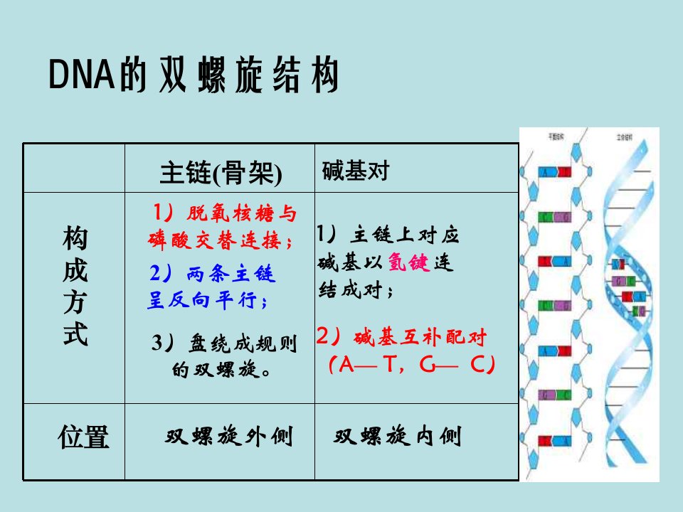 和碱基互补配对原则(PPT课件)