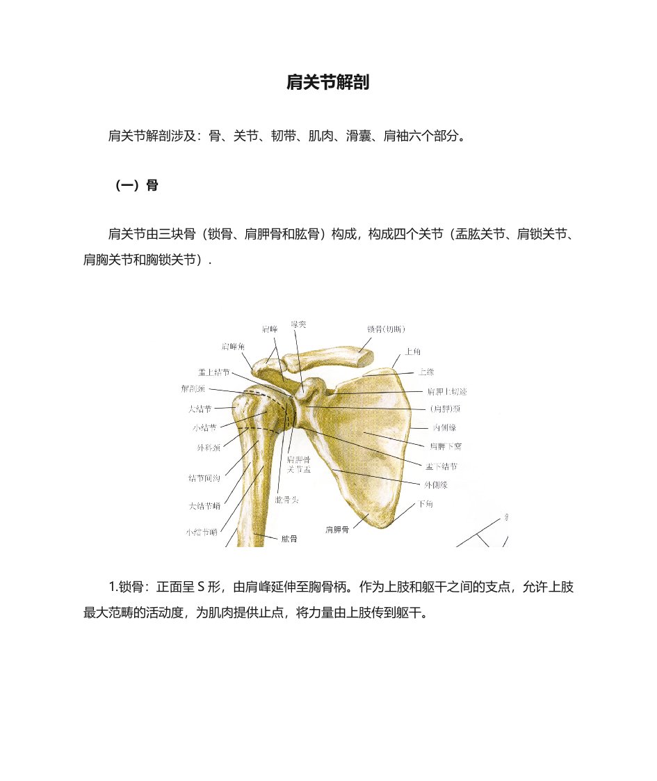 肩关节解剖经典干货总结