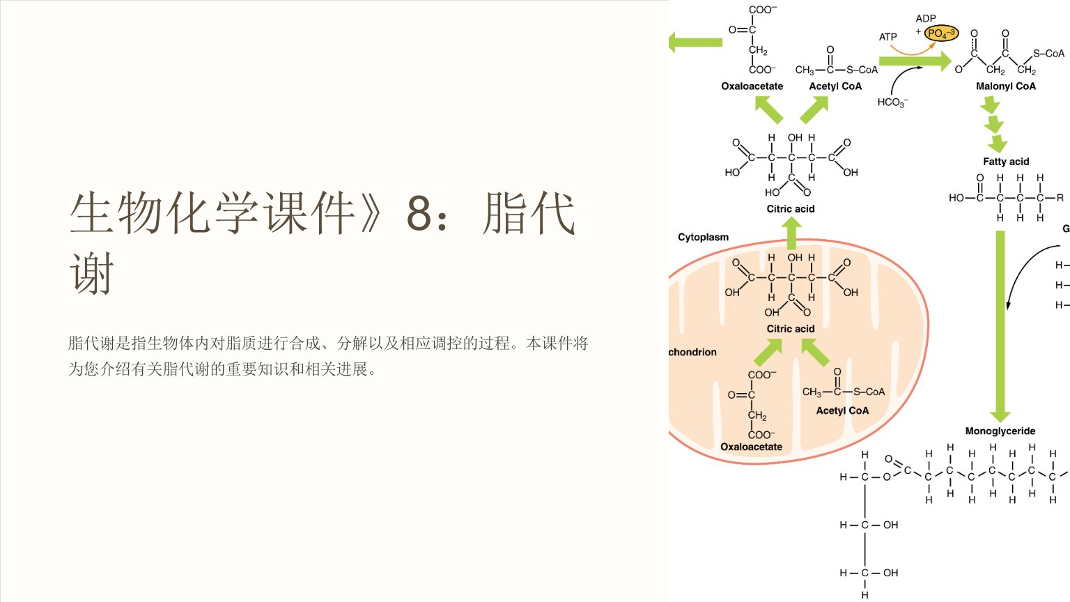 生物化学课件》8：脂代谢