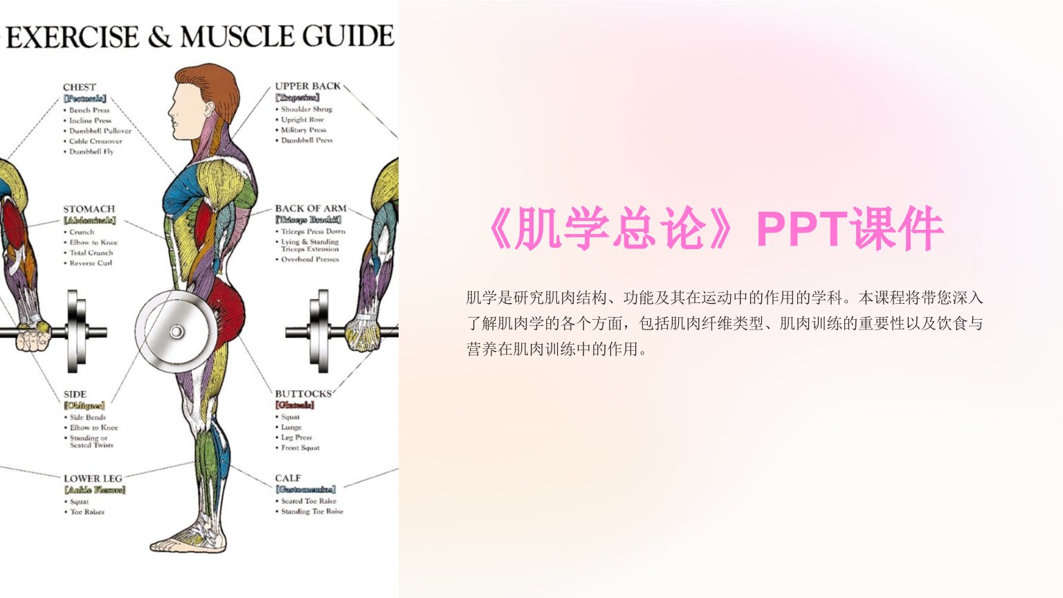 《肌学总论》课件