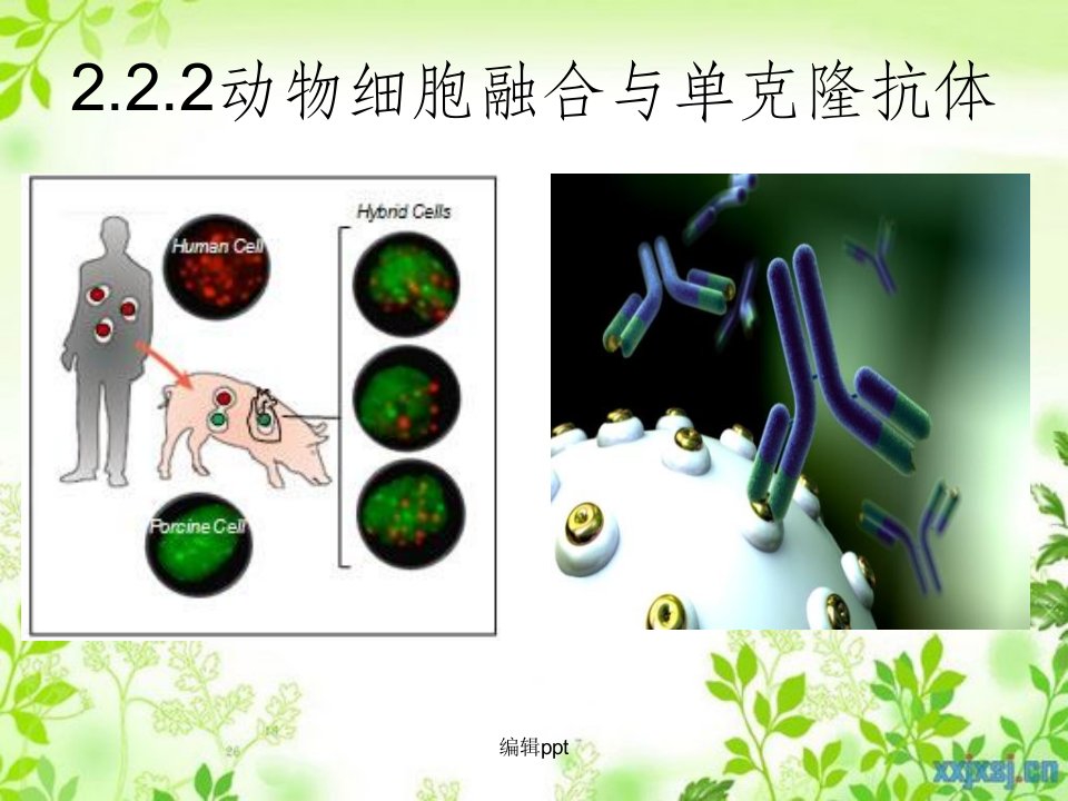 动物细胞融合与单克隆抗体(2)