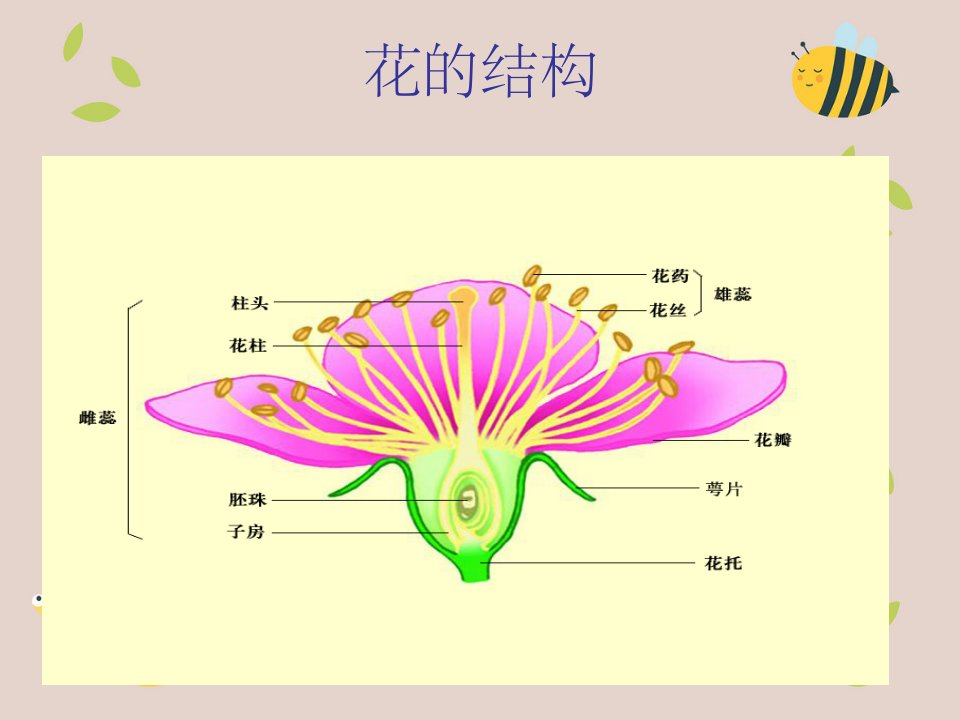 果实的结构与类型(1)