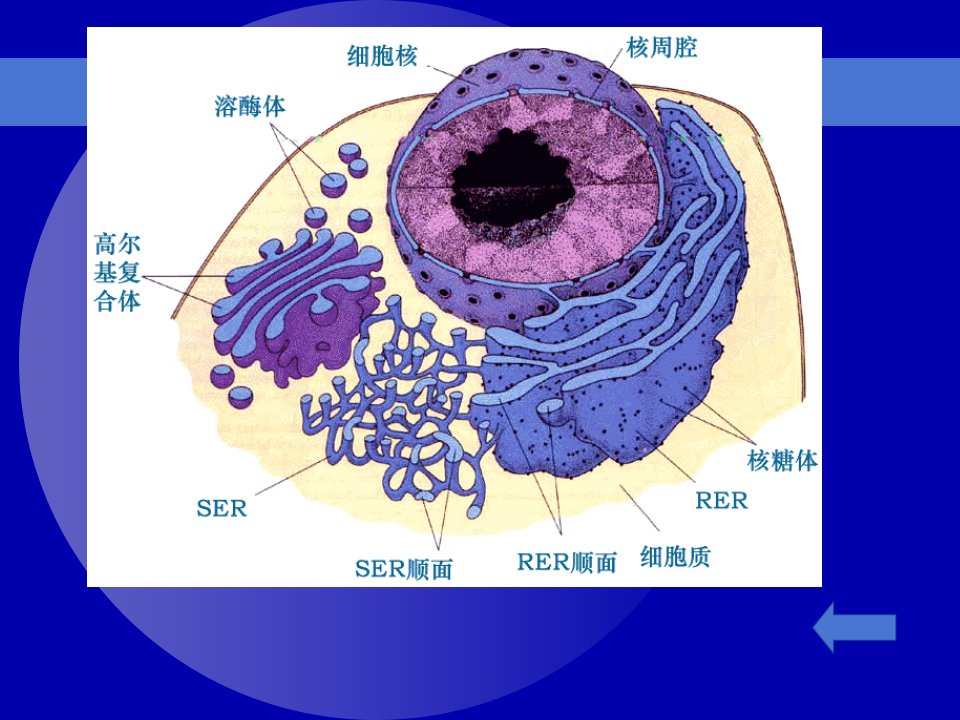 内质网的结构域功能