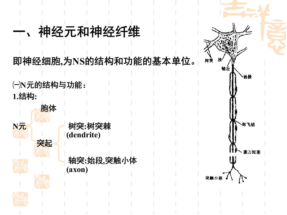 生理学课件第十章神经系统的功能