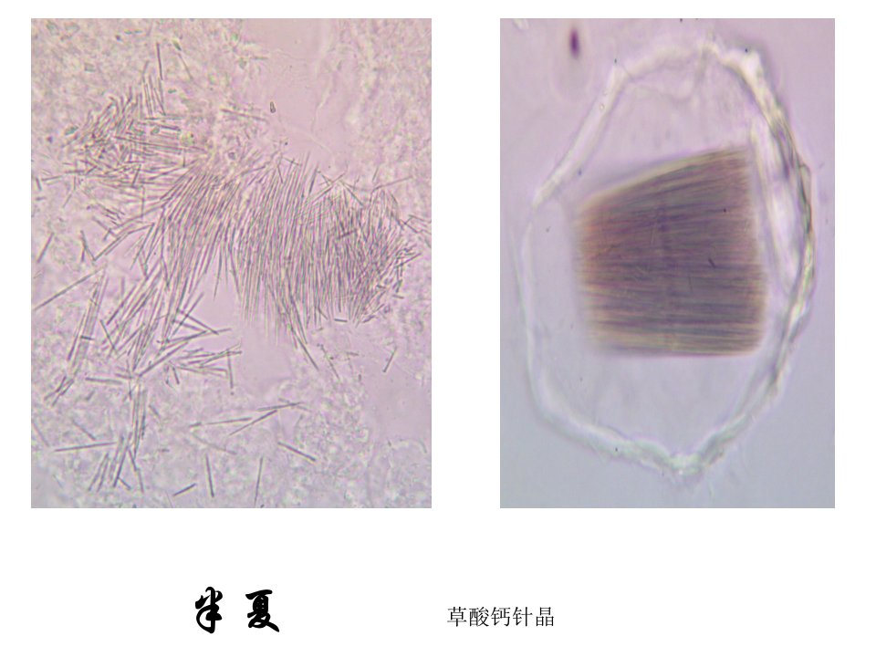 潘晓军药用植物学实验一系列显微图