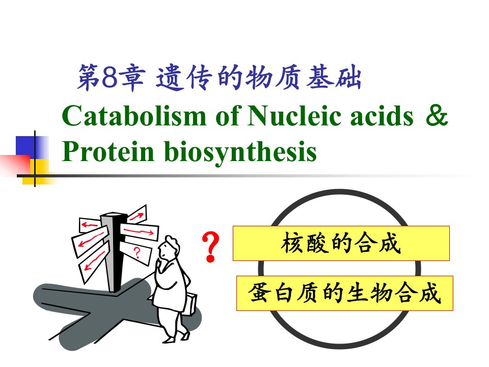 核苷酸代谢与蛋白质的生物合成课件