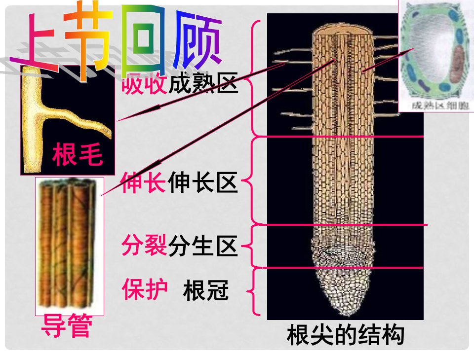 八年级生物上册