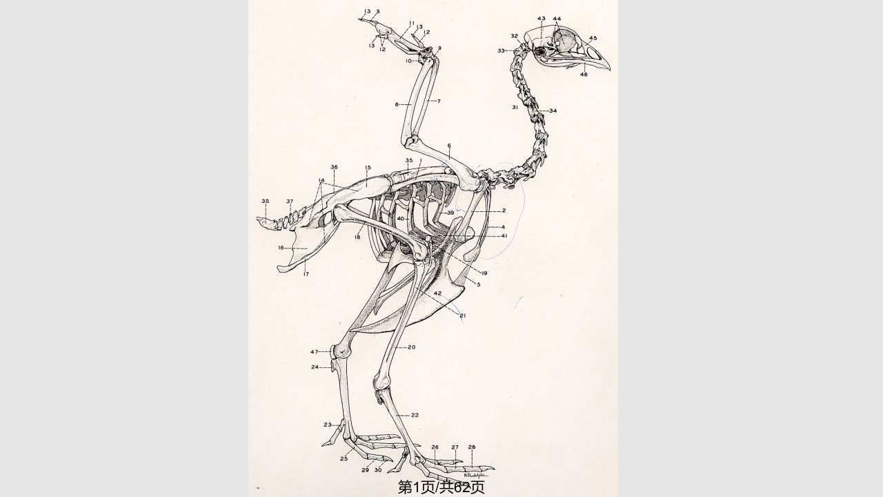 鸡的解剖PPT课件
