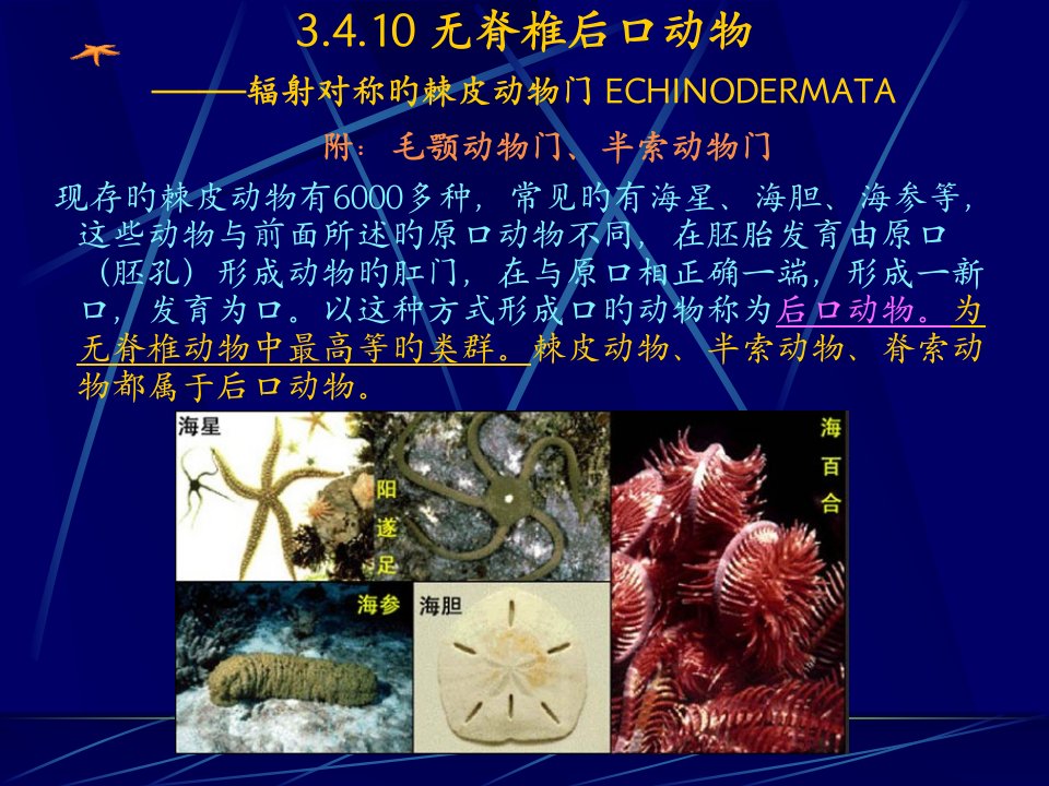 动物生物学十棘皮动物MICROSOFTPOWERPOINT演示文稿公开课获奖课件省赛课一等奖课件