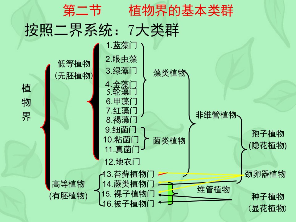 植物界的基本类群高等植物