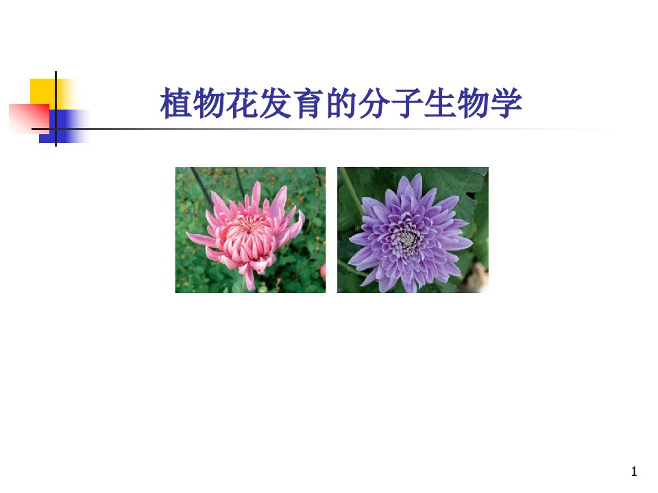 花发育分子生物学课件