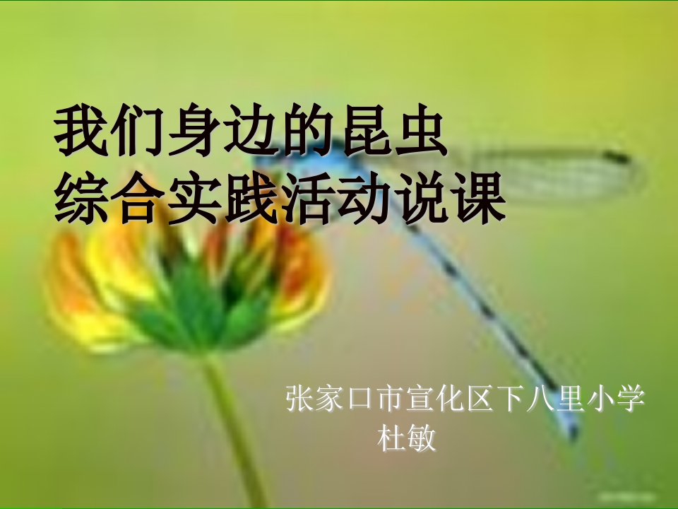 有趣的昆虫-课件（PPT·精·选）