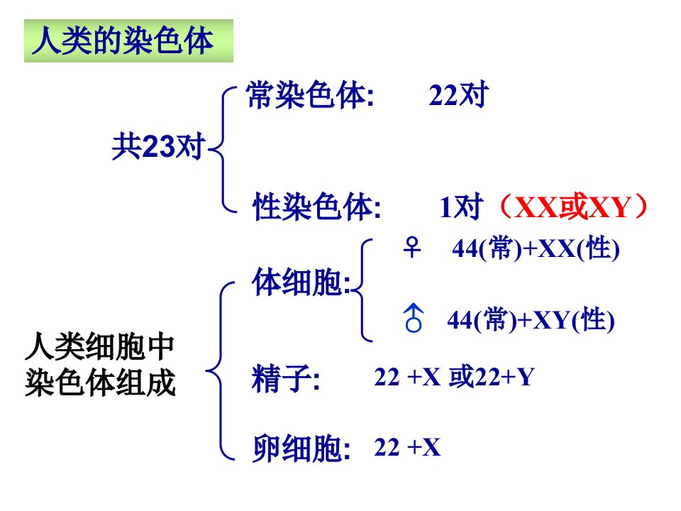 pnl性染色体与伴性遗传时