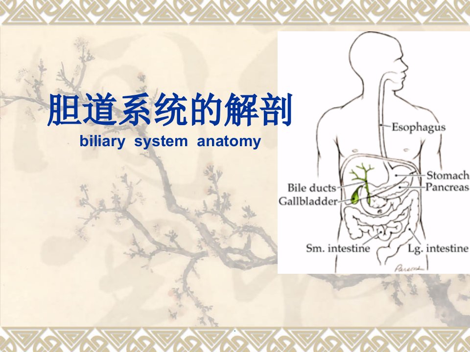 胆道解剖医学课件